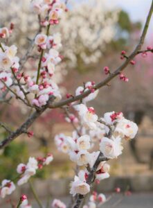 フルリモートQA面接の対策として地方在住者が知っておくべきポイントは？