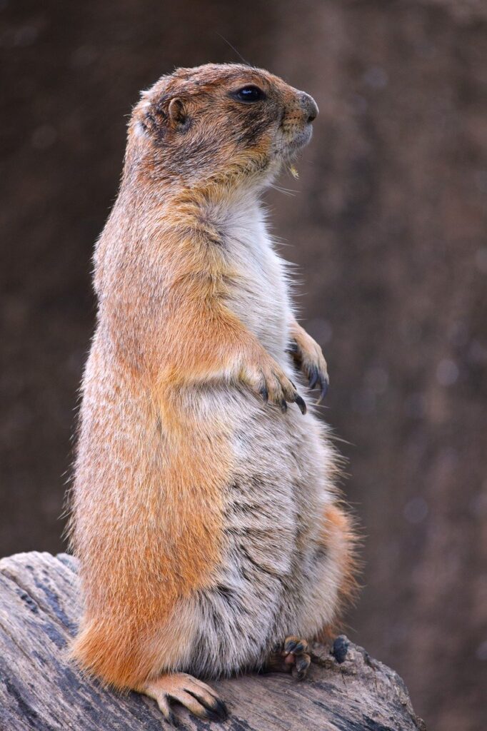 山口在住者がフルリモートで転職する際の求人情報は？